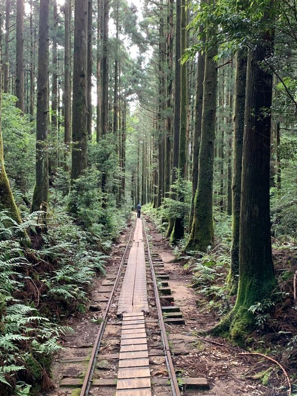 日本・縄文杉、白谷雲水峡、いなか浜「屋久島ひとり旅」の写真：屋久島の王者、縄文杉への道のりのほとんど...