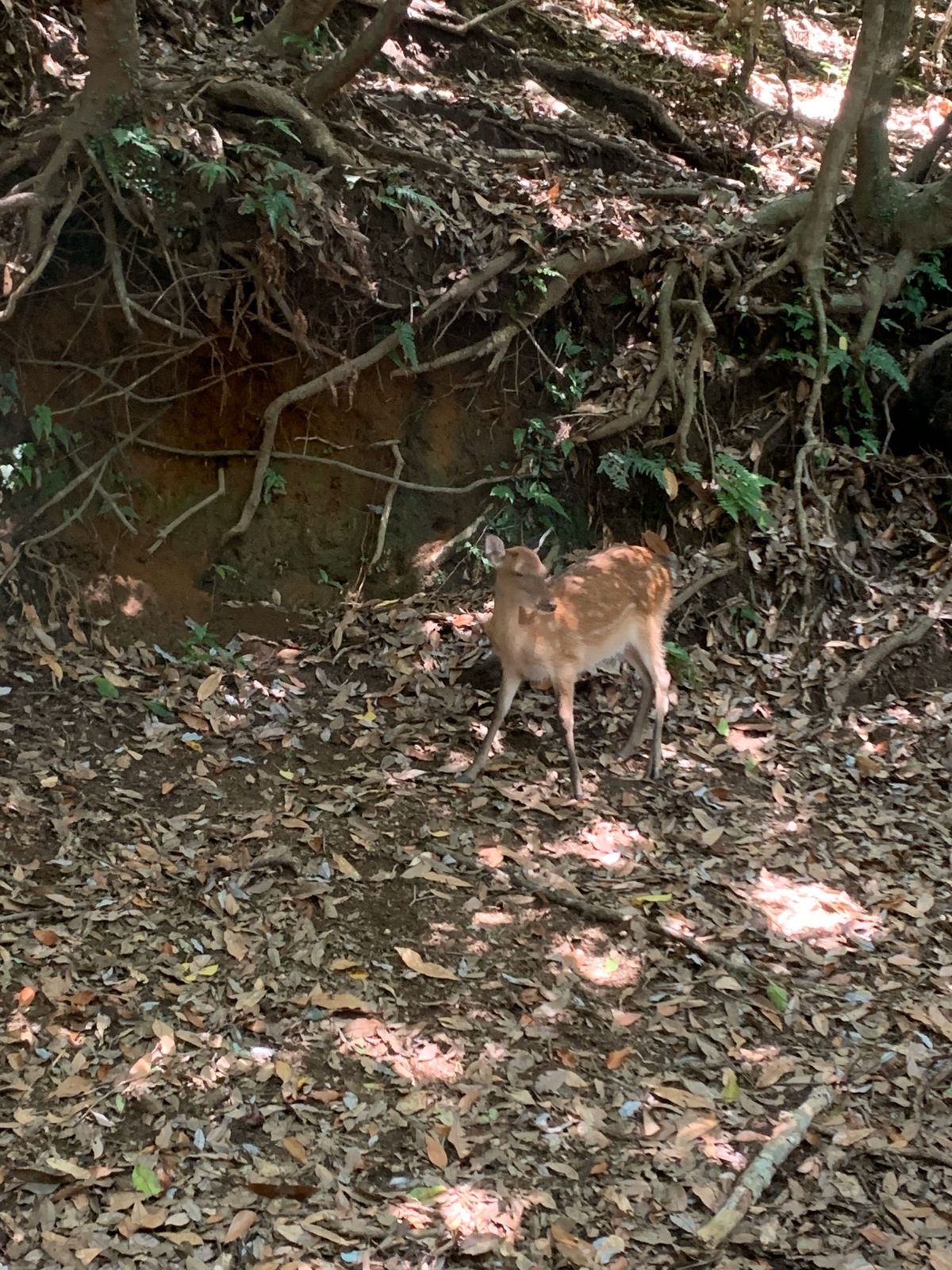 林道で屋久シカとおサルの親子を発見！それにしても林道狭すぎる〜！運転不慣れ...