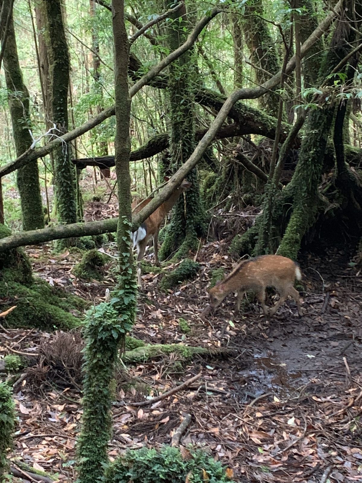 縄文杉へ向かう道中、個体数が激減しているという屋久シカに会えました🦌🦌