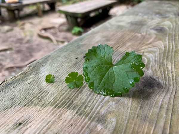 日本・縄文杉、白谷雲水峡、いなか浜「屋久島ひとり旅」の写真