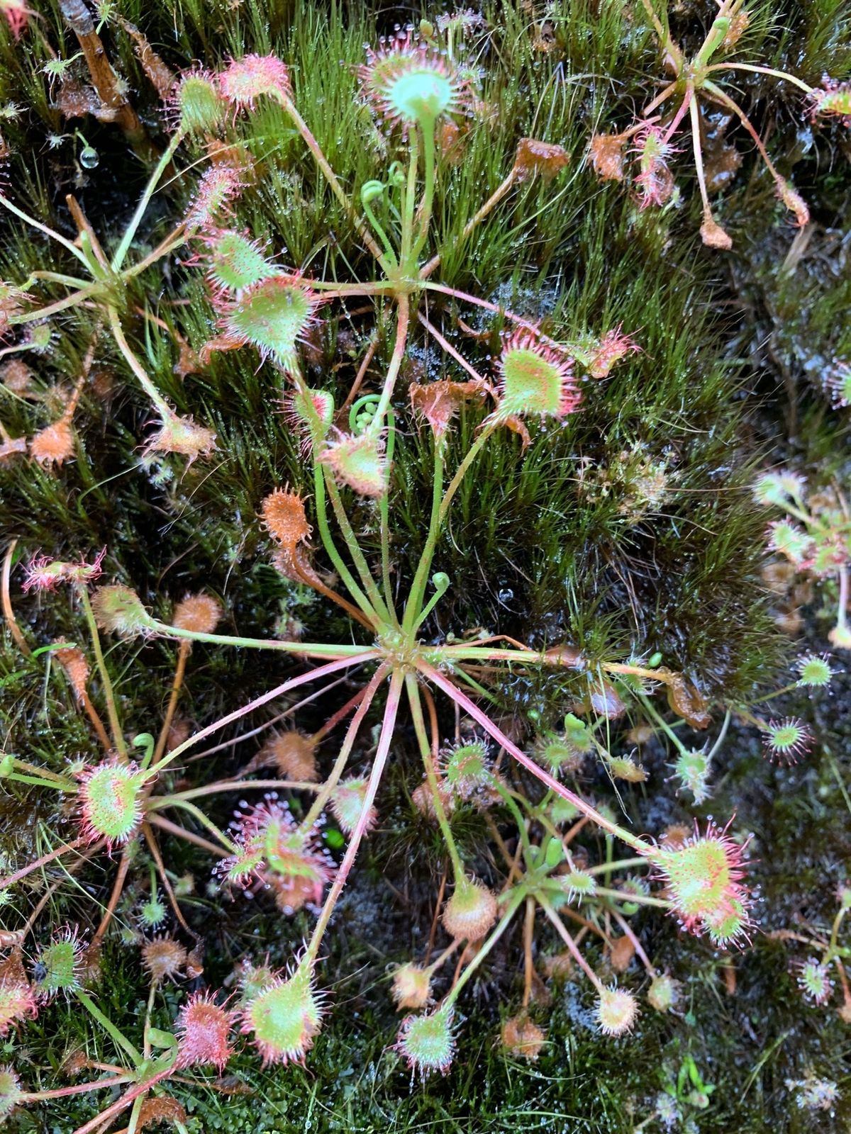 幻想的な植物たち