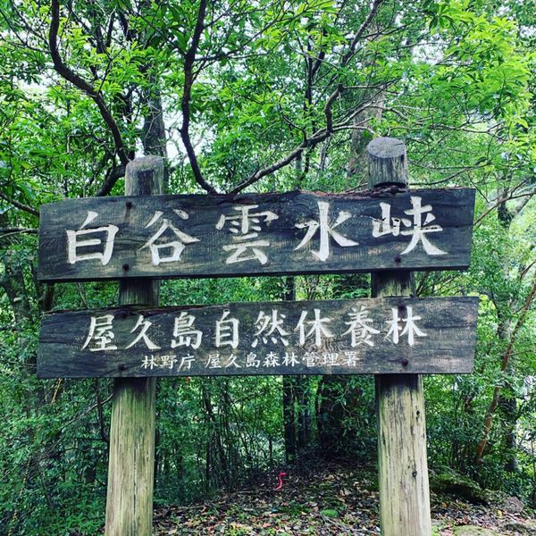 日本・縄文杉、白谷雲水峡、いなか浜「屋久島ひとり旅」の写真：白谷雲水峡へ！もののけ姫の世界はこの先です♡