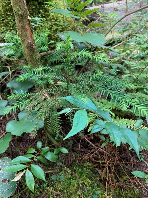 屋久島の植物たち