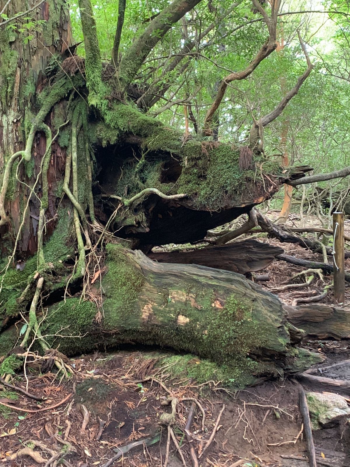 龍の横顔みたい🐉