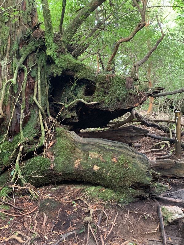 日本・縄文杉、白谷雲水峡、いなか浜「屋久島ひとり旅」の写真：龍の横顔みたい🐉