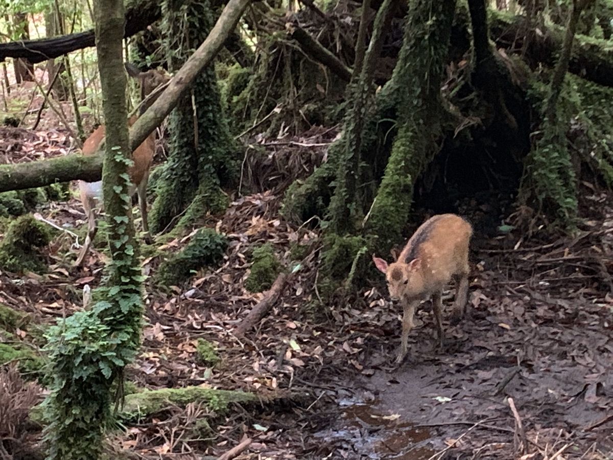 縄文杉へ向かう道中、個体数が激減しているという屋久シカに会えました🦌🦌