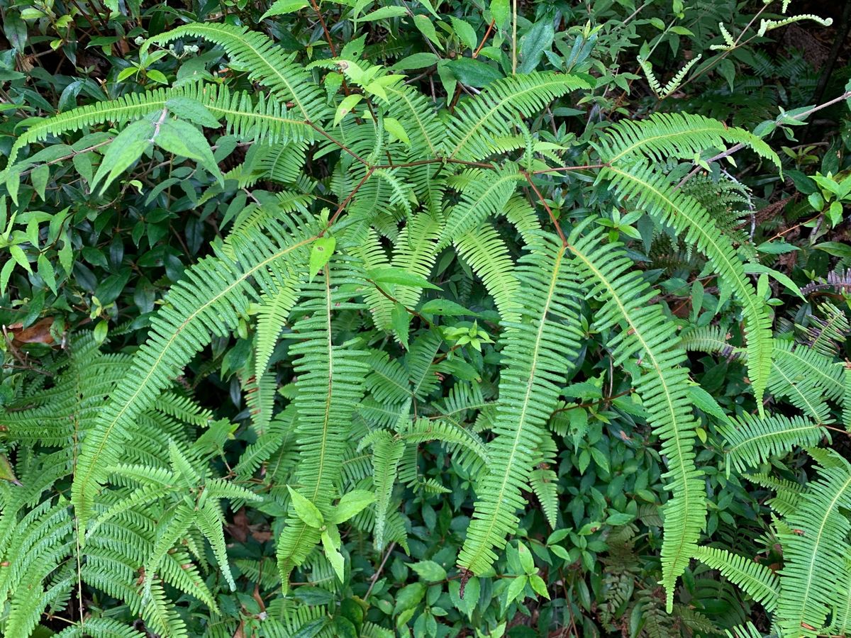 幻想的な植物たち