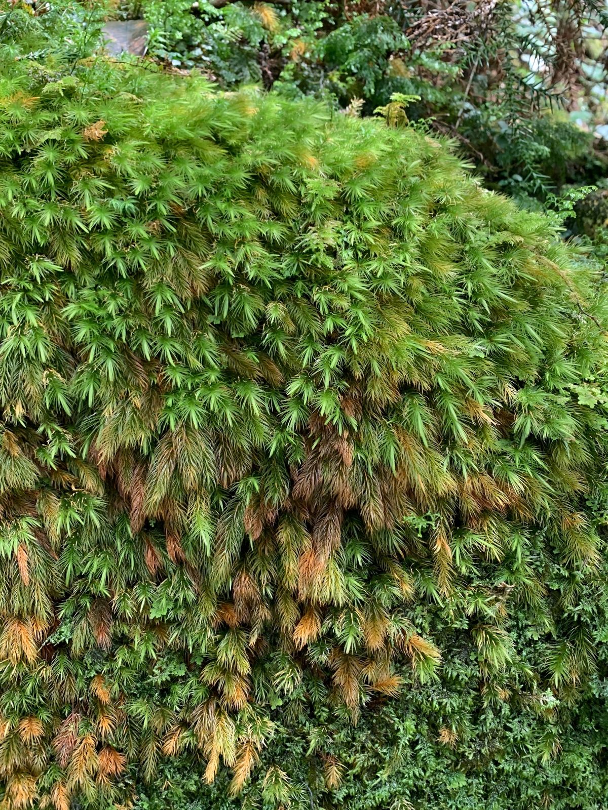 屋久島の植物たち