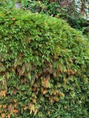 屋久島の植物たち
