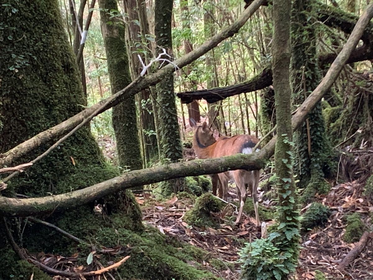 縄文杉へ向かう道中、個体数が激減しているという屋久シカに会えました🦌🦌