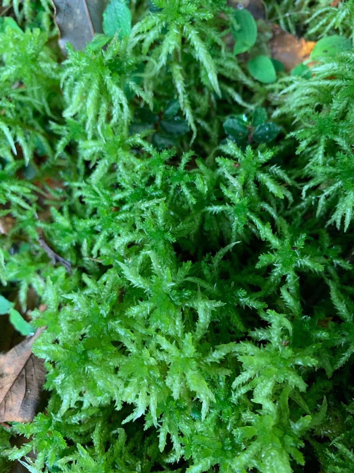 屋久島の植物たち