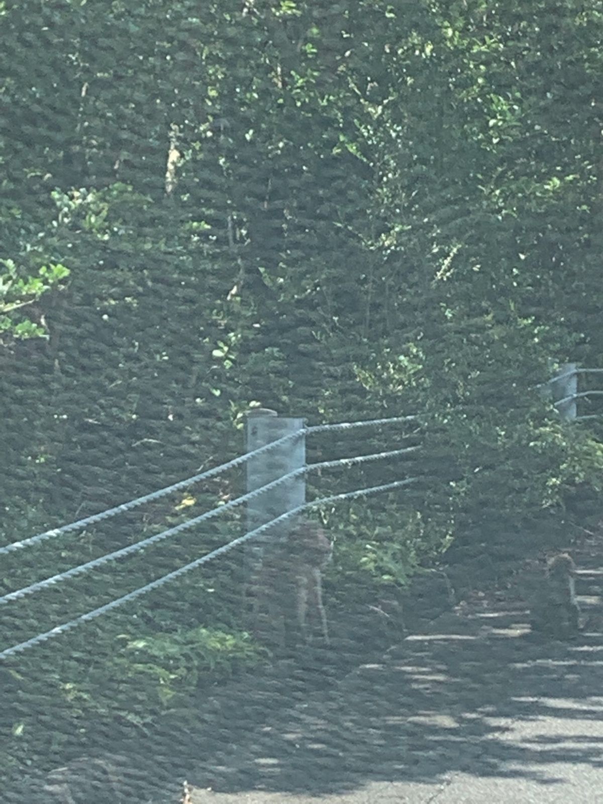 林道で屋久シカとおサルの親子を発見！それにしても林道狭すぎる〜！運転不慣れ...