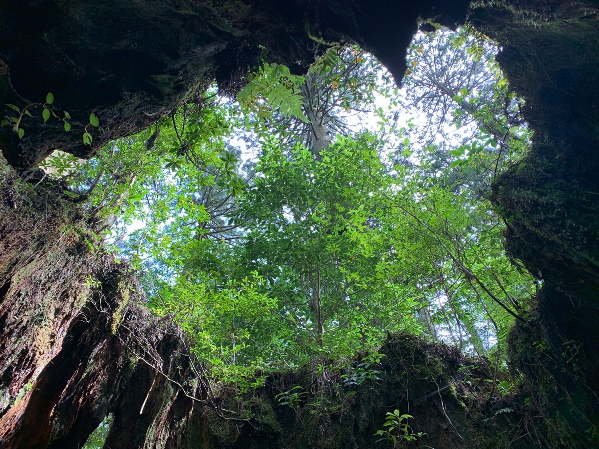 立ち位置によって見え方が変わります！ウィルソン株♡
