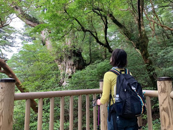 日本・縄文杉、白谷雲水峡、いなか浜「屋久島ひとり旅」の写真：with縄文杉