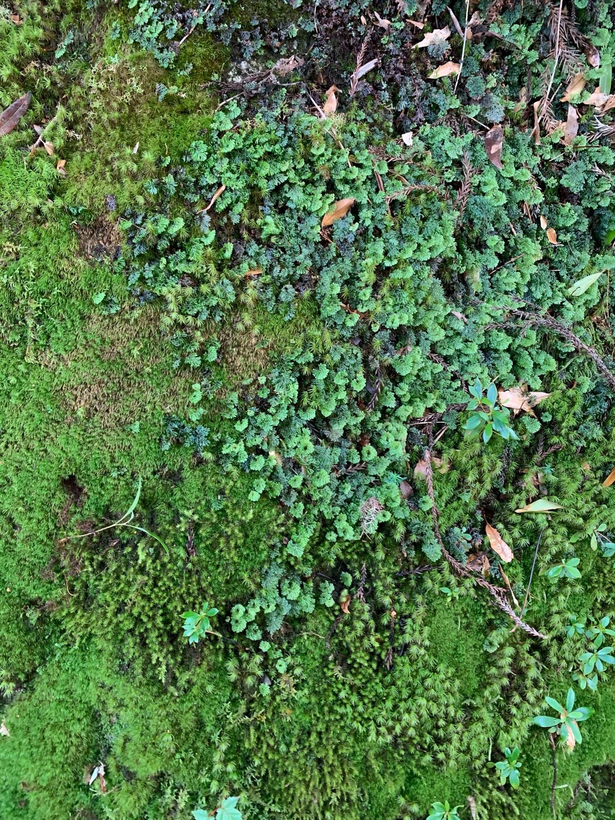 幻想的な植物たち