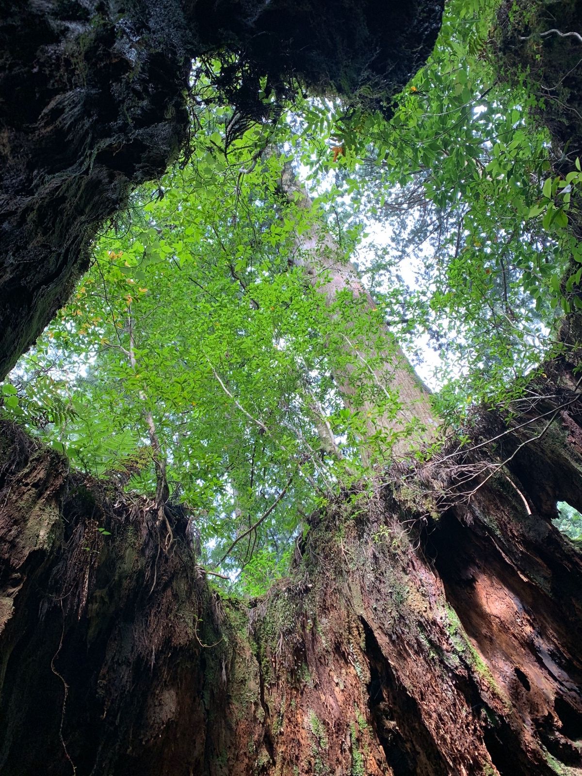 立ち位置によって見え方が変わります！ウィルソン株♡