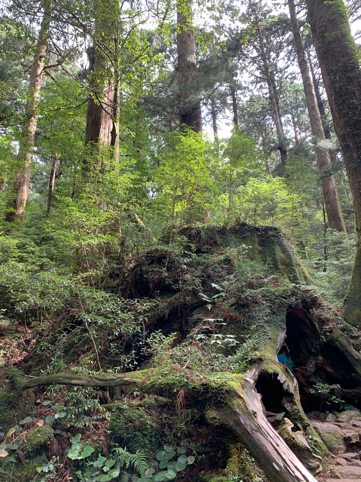 立ち位置によって見え方が変わります！ウィルソン株♡