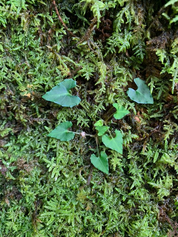 日本・縄文杉、白谷雲水峡、いなか浜「屋久島ひとり旅」の写真：屋久島の植物たち
