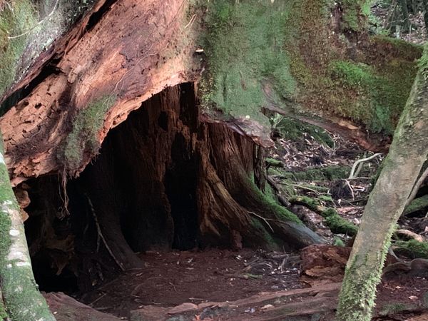 日本・縄文杉、白谷雲水峡、いなか浜「屋久島ひとり旅」の写真