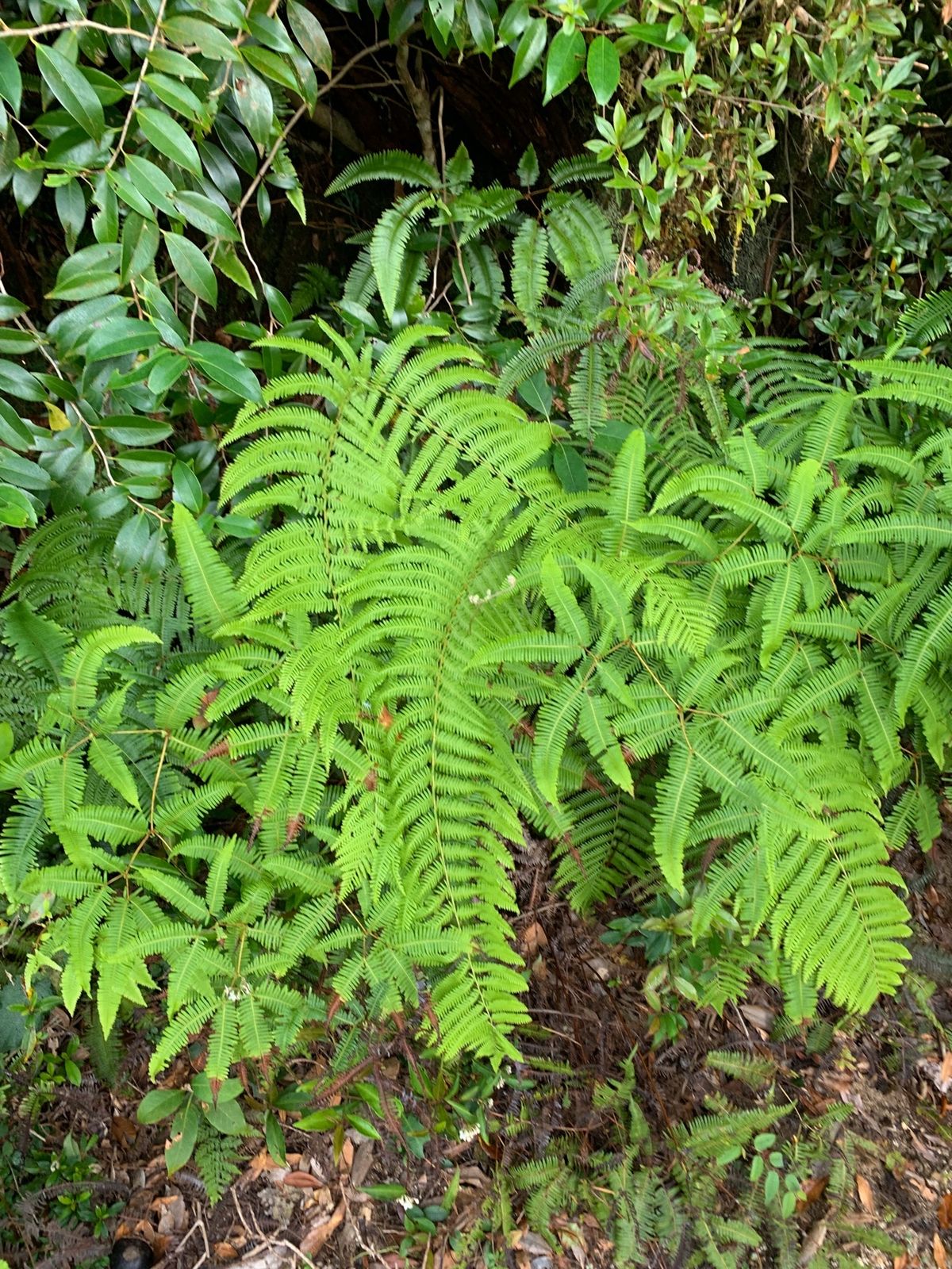 幻想的な植物たち