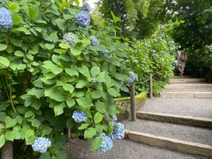 鎌倉の紫陽花の名所の一つ明月院。残念ながらピークは二週間前ですね。来週から...