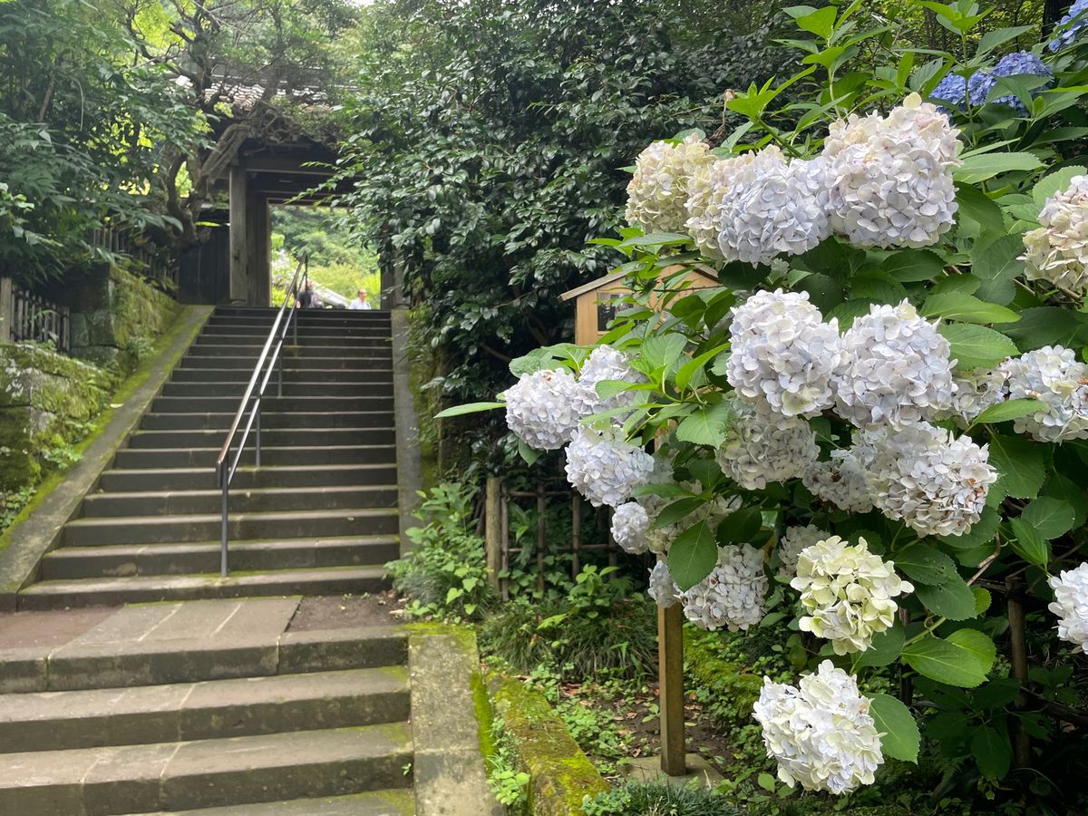 円覚寺の境内にもあちこちで紫陽花が咲いていました。