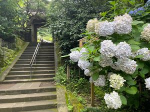 円覚寺の境内にもあちこちで紫陽花が咲いていました。