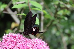 ピークは過ぎたとはいえどまだまだ綺麗な紫陽花もありました。