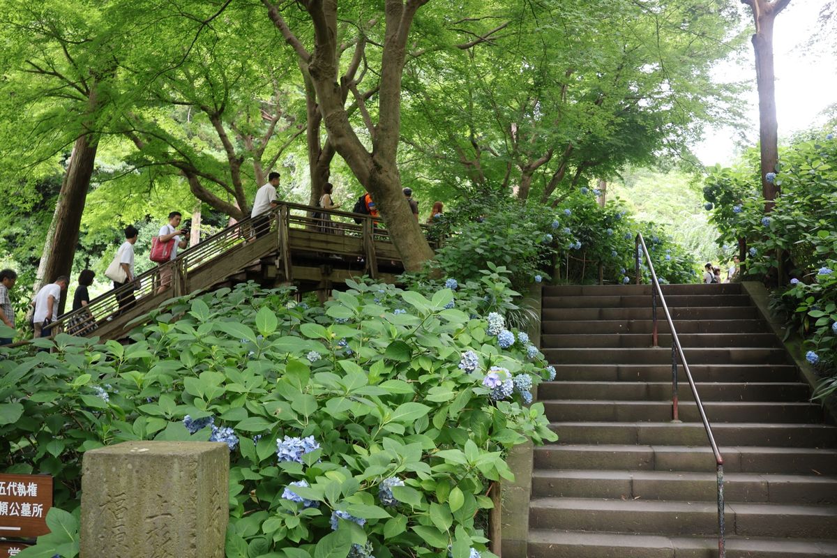 鎌倉の紫陽花の名所の一つ明月院。残念ながらピークは二週間前ですね。来週から...