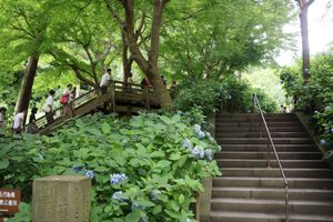 鎌倉の紫陽花の名所の一つ明月院。残念ながらピークは二週間前ですね。来週から...