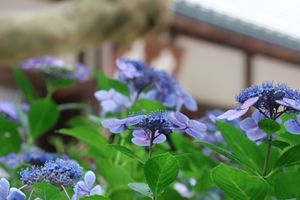 ピークは過ぎたとはいえどまだまだ綺麗な紫陽花もありました。