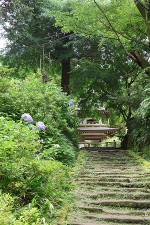 浄智寺です。ここを起点にして鎌倉アルプスを歩くハイキングコースがあります。...