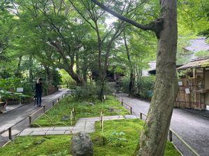 鎌倉の紫陽花の名所の一つ明月院。残念ながらピークは二週間前ですね。来週から...