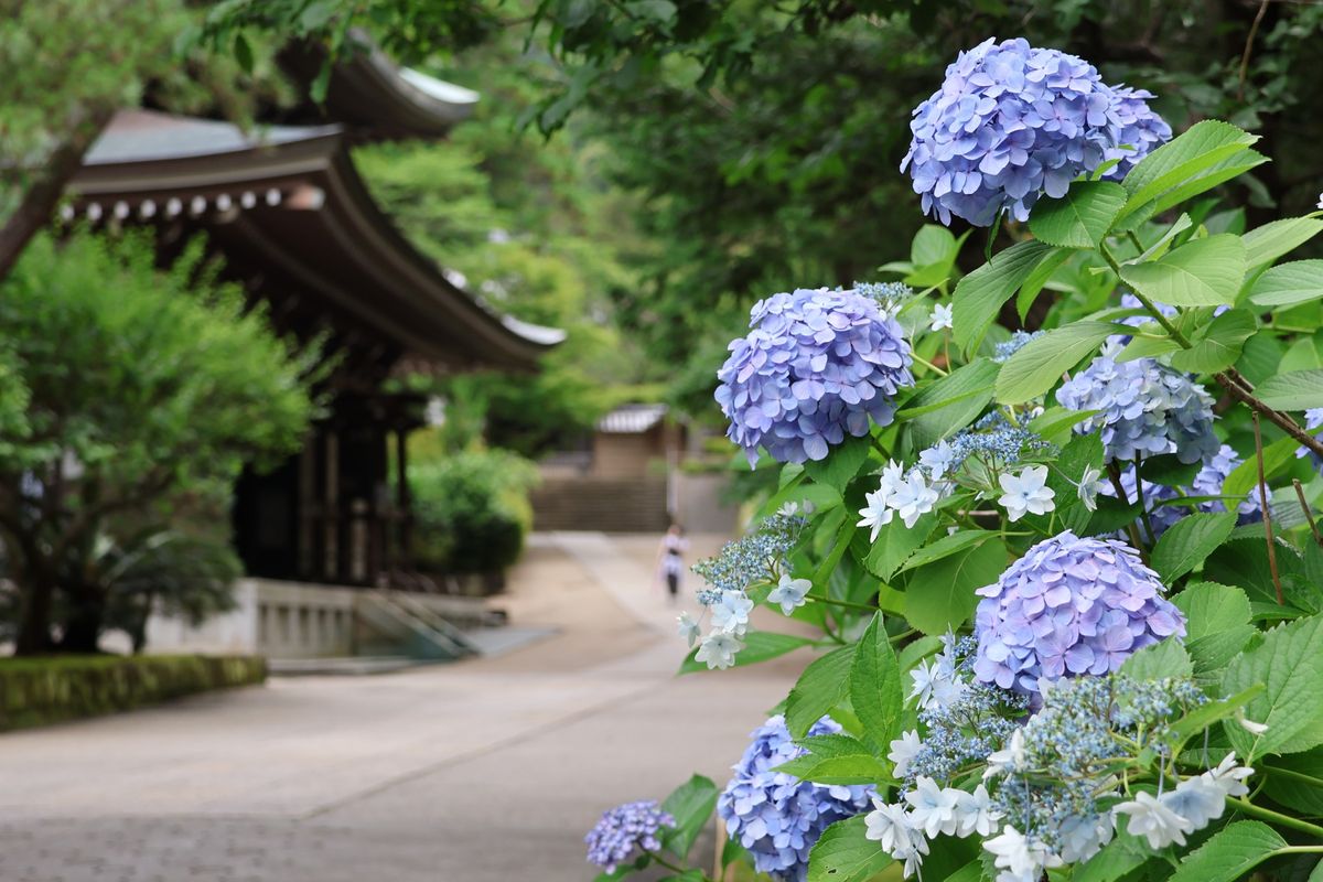 円覚寺の境内にもあちこちで紫陽花が咲いていました。
