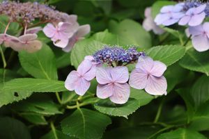 ピークは過ぎたとはいえどまだまだ綺麗な紫陽花もありました。