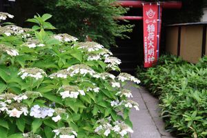 建長寺ではハスの花が綺麗に咲いていました。