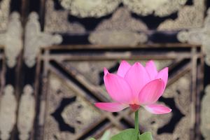 建長寺ではハスの花が綺麗に咲いていました。