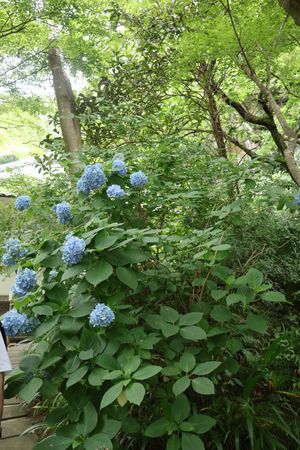 ピークは過ぎたとはいえどまだまだ綺麗な紫陽花もありました。