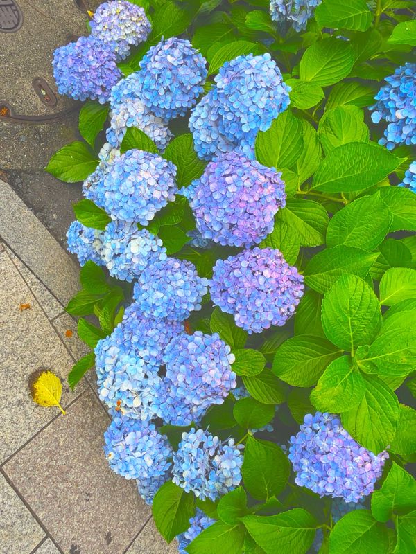 日本・鎌倉「鎌倉旅行」の写真