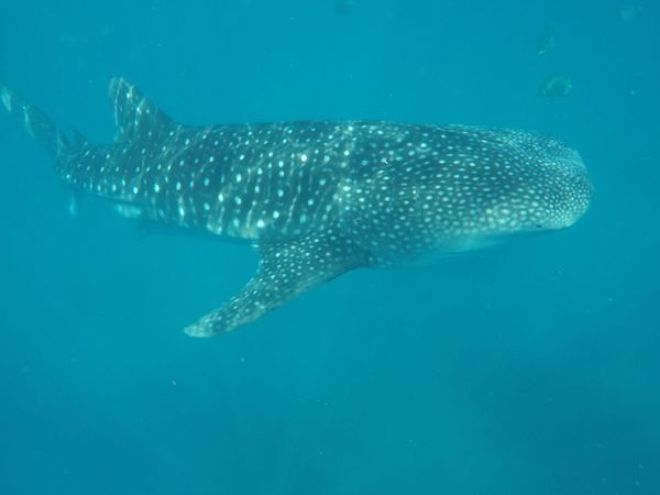 フィリピン・セブ「オスロブでジンベエザメと泳ぐ」の写真：ジンベエザメと一緒に泳げました
ツアー...