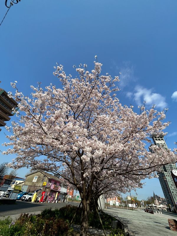 日本・山口県「春のお散歩🌷」の写真：火の山公園へ🌷🌸

春を感じました🍃
桜...