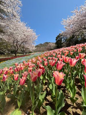 火の山公園へ🌷🌸

春を感じました🍃
桜もチューリップもネモフィラも全部全...