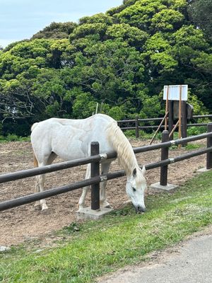 大島へ🍊

自然に囲まれた１日🌱
沢山歩いて山登りもして、浜辺で強風に煽ら...