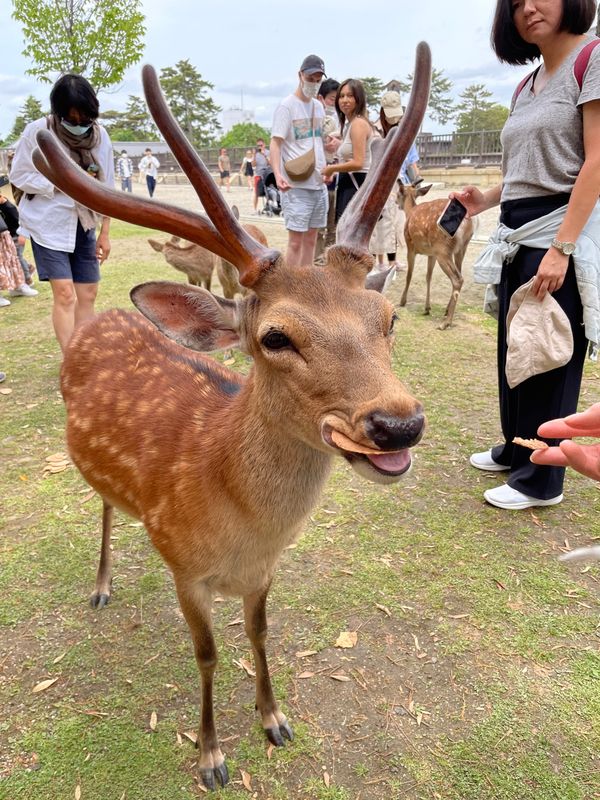 日本・奈良市「奈良」の写真