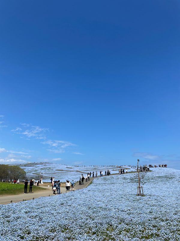 日本・茨城県「ネモフィラ」の写真