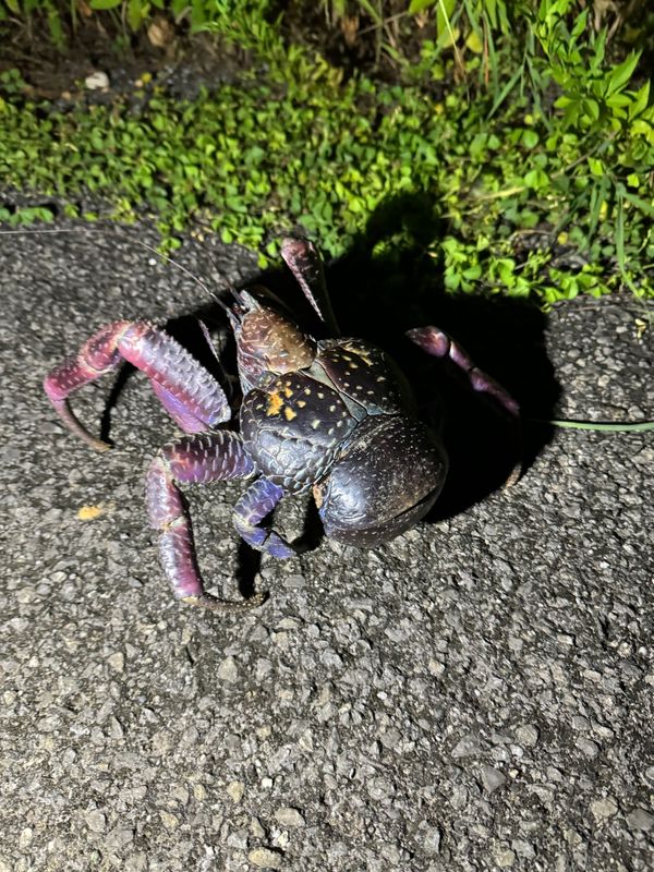 日本・石垣「夏の与那国」の写真：朝からお散歩へ🚶
突然のスコールに見舞わ...