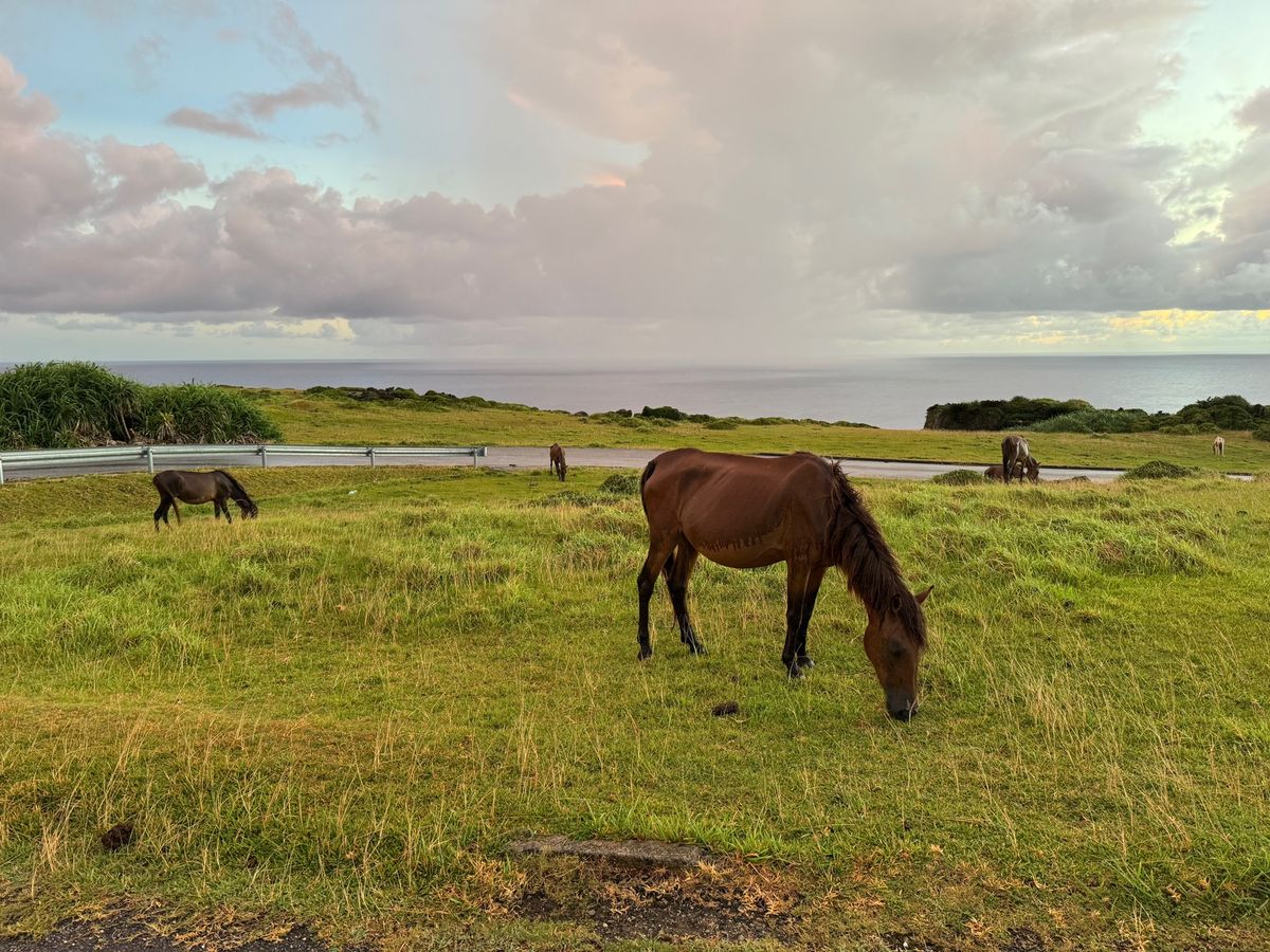 朝からお散歩へ🚶
突然のスコールに見舞われたものの、暑かったので逆にサッパ...