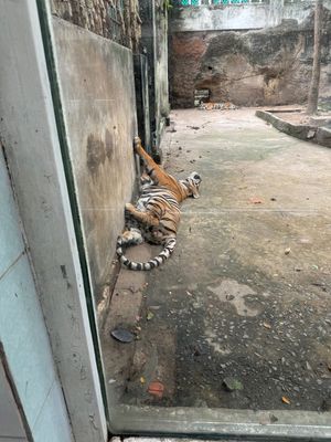 翌日はカンザーに行く予定だったけどツアーの日程が合わずフリーに。でも深夜便...