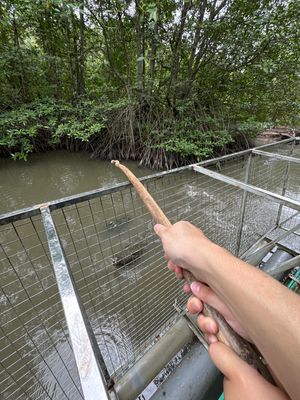 ワニ釣り。檻のついたボート見たいのに乗ってワニの池へ🐊

次男は最初怖がっ...