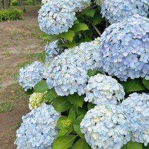 紫陽花集💠🌿‬ ܸ
お台場海浜公園で一休みして風に当たりながら本を
読んだ...